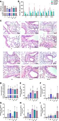 BMAL1/FOXA2-induced rhythmic fluctuations in IL-6 contribute to <mark class="highlighted">nocturnal asthma</mark> attacks